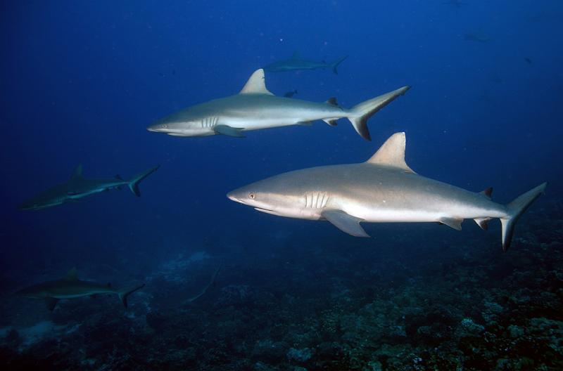 PF Fakarava janv 2012_032.jpg